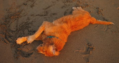 Golden retriever labrador have fun. Wallowing at beach in sand at sunset. Love friendship of human and animal pets. Dog rolling in sand and getting dirty at golden sunrise. Animal play with human.