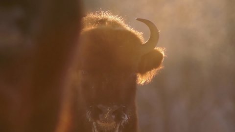 Head of a bison at sunset (close-up)