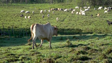 Brahman cow walks toward large herd of cattle grazing in meadow