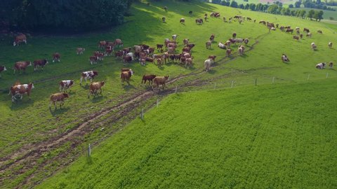 Aerial view of cows in Germany on a sunny day in summer on a pasture. Pan to the right beside a heard of cows.