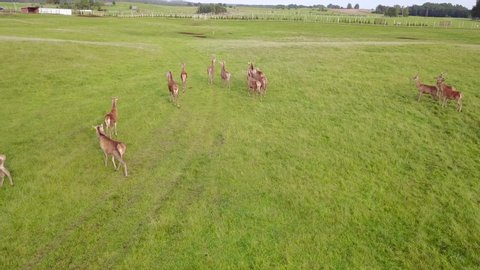 aerial view of deer herd running on green field