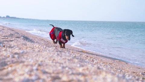 dog Dachshund breed, black and tan, in a red blue suit of a lifeguard, running in slow motion a sandy beach against the sea