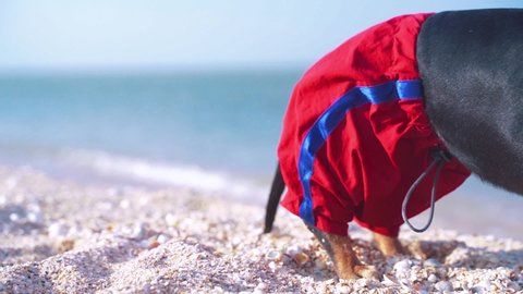 portrait  dog Dachshund breed, black and tan, in a red blue suit of a lifeguard and red sunglasses, a sandy beach against the sea