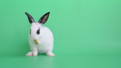 Rabbit with white fur little adorable bunny stands and clean its foot on green screen or background. Concept of cute animal on green background for use in easter festival or need footage to insert.
