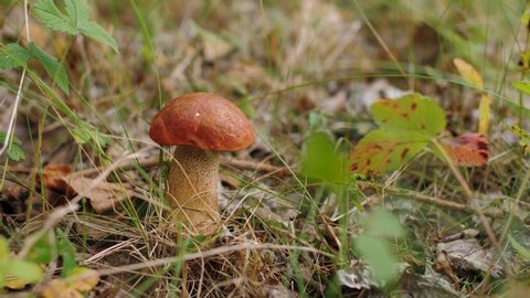 Edible forest mushroom with brown cap among grass and dry leaves in autumn forest. Boletus growing in wood, nature green background. Natural food ingredient from woodland organic farming concept.