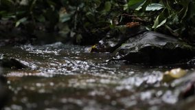 Macro video of flowing water, flowing stream among stones. Stream in the forest