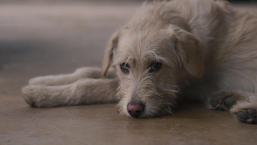 4K Slow motion portrait yellow small dog (puppy)