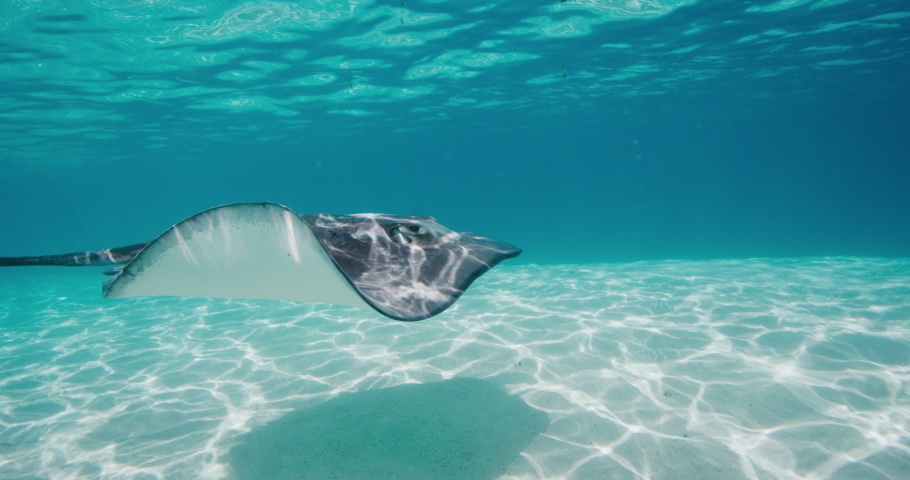 Amazing stingray swimming gracefully underwater and casting a shadow on sandy ocean floor, stingray adventure