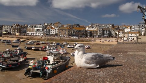Saint Ives, Cornwall / England - 09/05/2019: Seagull and moored boats in the beach of coastal village in eastern Cornwall