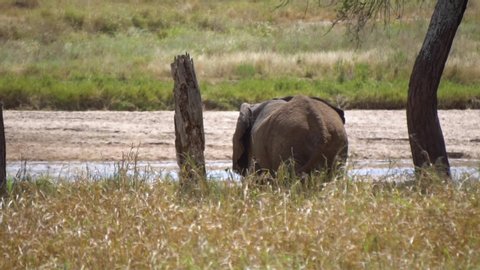 Elephant By The River Slow Motion. Tanzania National Park, Animal in Natural Environment