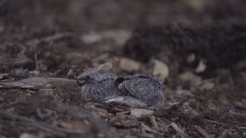 Two Scared Mourning Dove Chicks Sit and Shuffle on the Ground