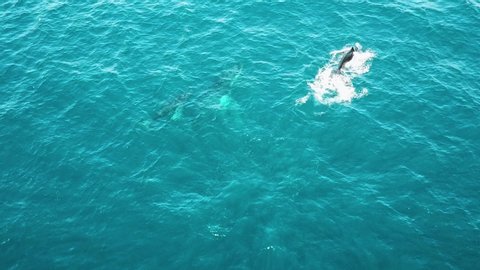 Aerial shot of adult humpback whales surfacing with calves