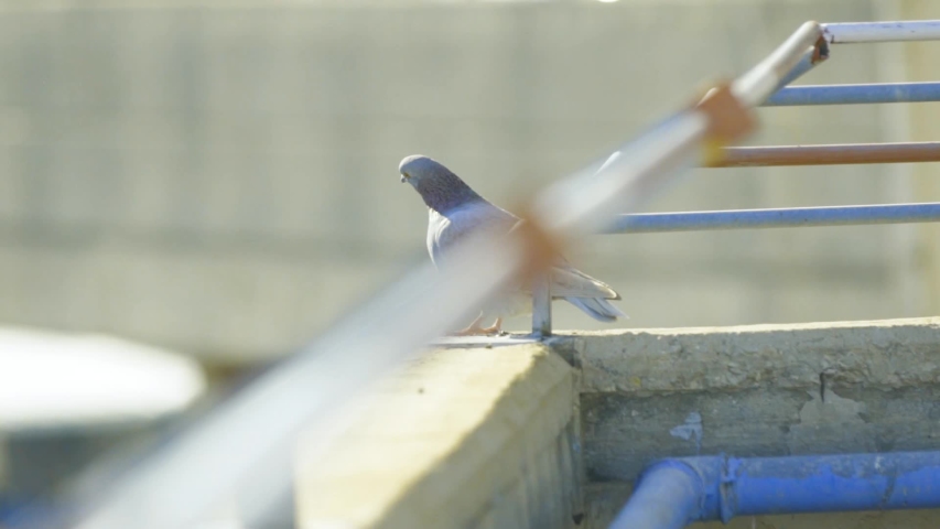 close up of pigeon in the flying off a rooftop