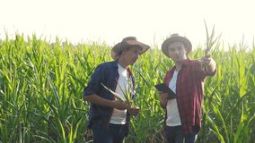 teamwork smart farming concept slow motion video. two men agronomist holds digital tablet touch pad computer teamwork lifestyle in the corn field is studying and examining crops before harvesting