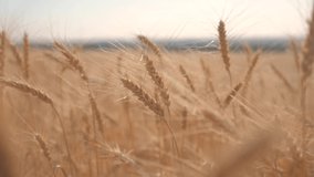 Wheat crop field sunset landscape slow motion video. farmer Smart farming agriculture ecology lifestyle concept. Wheat field. Ears of golden wheat close up. Beautiful Nature Sunset Landscape