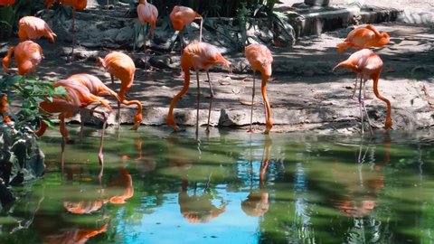 Pakistan, Lahore, Punjab, August-22-2019 Group OF Flamingo in Safari Park Zoo Lahore