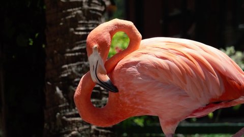 Pakistan, Lahore, Punjab, August-22-2019 Beautiful Pink Flamingo in Safari Park Zoo Lahore