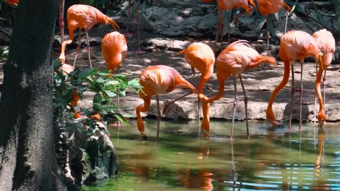 Pakistan, Lahore, Punjab, August-22-2019 Group of Flamingo in Safari Park Zoo Lahore