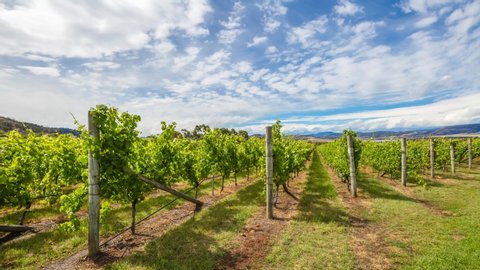 Australian vineyards in the area between Richmond, Cambridge and Hobart in Tasmania, Australia. Loop cinemagraph background.