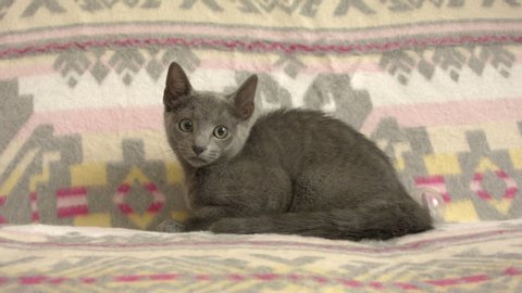 Close-up of a thoroughbred russian blue kitten. Recorded in Raw on Blackmagic camera.