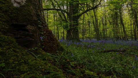 Time Lapse of Bluebells Forest during spring time in natural park in Ireland.