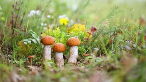 Orange-cap boletus mushrooms is growing in autumn forest among green grass. Natural vegetarian food ingredient from woodland. Edible mushrooms in forest