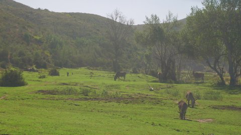 African animals grazing peacefully with mist rolling in at nature reserve