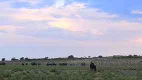 A herd of Wildebeest move slowly through scrub vegetation away from a bust water hole in the Kgalagadi in winter