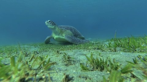 Green Sea Turtle or (Chelonia mydas) eats grass at the bottom of the sea.