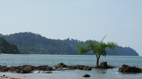 feel fresh with a tree that stand alone at beach on Ko Phayam island, Ranong province, Thailand with sound of wave and wind and there are rocks around.