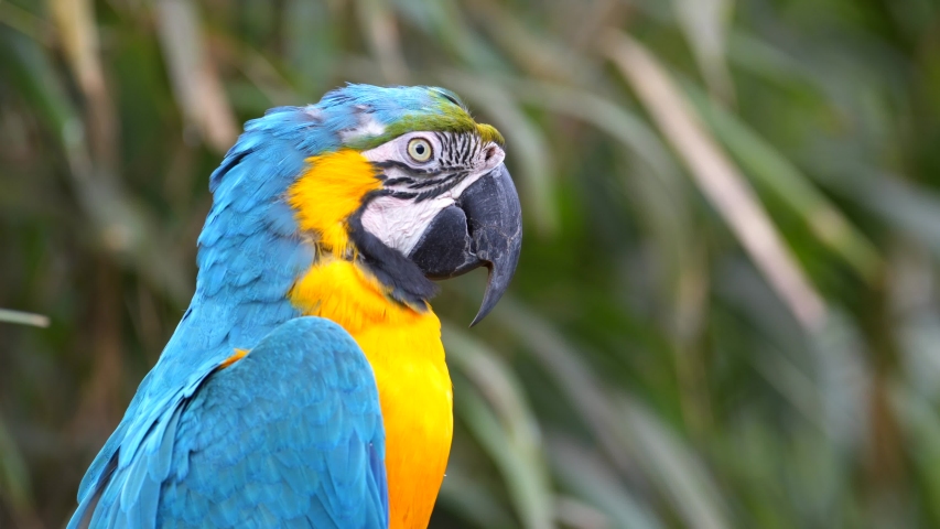 Blue and Yellow Macaw (Ara ararauna) Closeup in Iguazu Falls, Brasil - Argentina - 2 Scene Clip Pack Collection Royalty-Free Stock Footage #1037033132