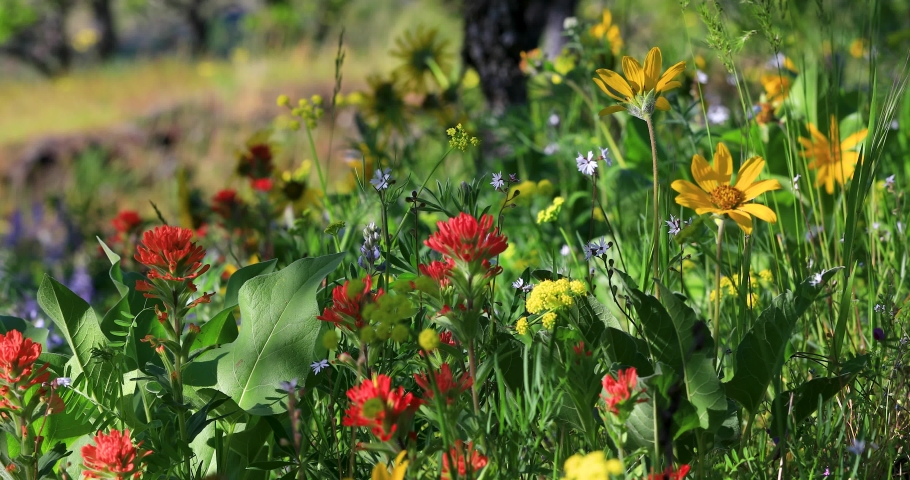 Indian Paintbrush and Balsamroot wildflowers in the Columbia River Gorge, Oregon.