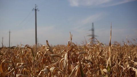 Close-up of dry corn field on background of blue sky.