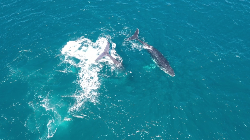 Humpback Whales filmed by aerial 4K drone | Shutterstock HD Video #1037075282