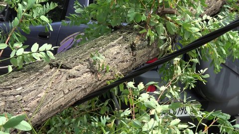 Kiev, Ukraine - 8th of August 2019: 4K Tree fallen on electric cable and a car on the street
