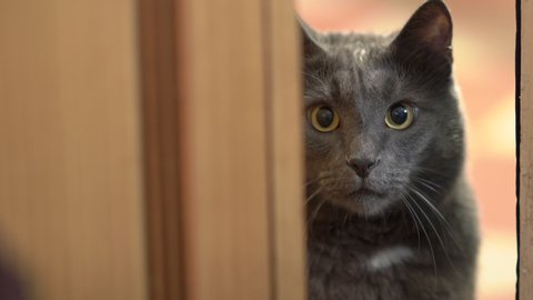 Domestic gray cat looking in room through doorway with eyes wide open.