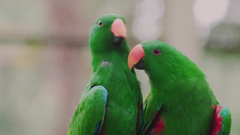 Parrot love, two eclectus parrots. Two eclectus parrots at Kuala Lumpur Zoo, Malaysia.
