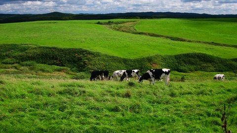 Farm landscape with cows grazing on a green meadows Toyotomitown Hokkaido,Jaoan