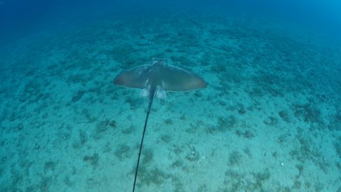 eagle ray underwater swims elegant ray fish mediterranean sea ocean scenery of wildlife
