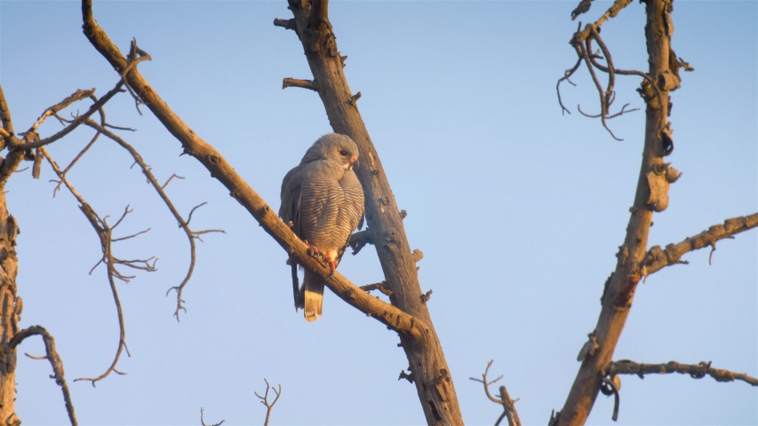 hawk on tree, Victoria falls, Zimbabwe