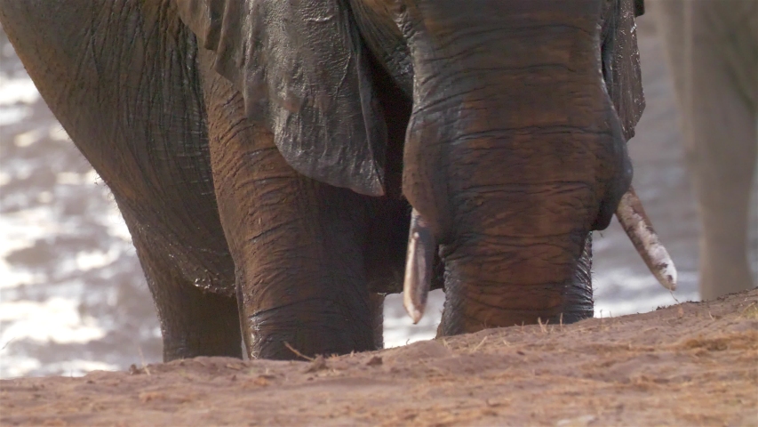 Elephant Throwing Sand Close up, Hwange National Park Zimbabwe | Shutterstock HD Video #1037107637