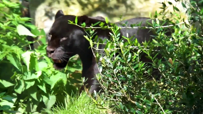 Black jaguar walking in a forest scenery, rare spotted wild cat, Near threatened animal specie from America | Shutterstock HD Video #1037107886
