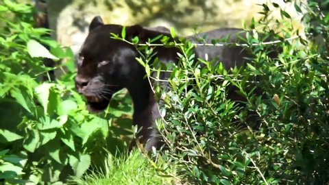 black jaguar walking in a forest scenery, rare spotted wild cat, Near threatened animal specie from America