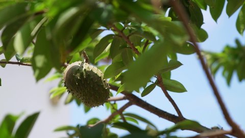 Soursop (Guanabana) fruit on a tree in South America