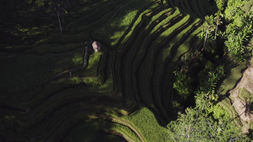 Top aerial view, flying above green rice terraces and tropical palms. Balinese farmland. Morning. Indonesia