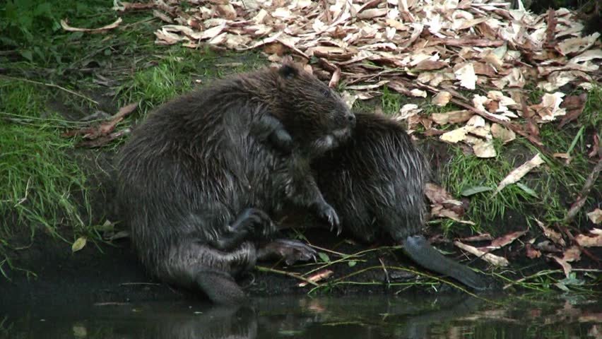 European beaver (Castor fiber)