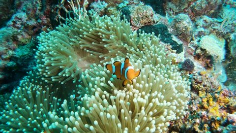 Family of Clownfish on a Coral Reef in 4k video