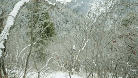 Woman and man hike through snowy forest
