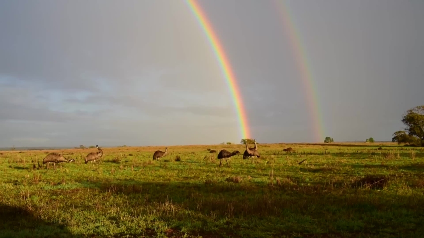 Australian emus walking in front of a big rainbow on a rainy day in Western Australia, Kalbarri - Eurardy Station Royalty-Free Stock Footage #1037119934