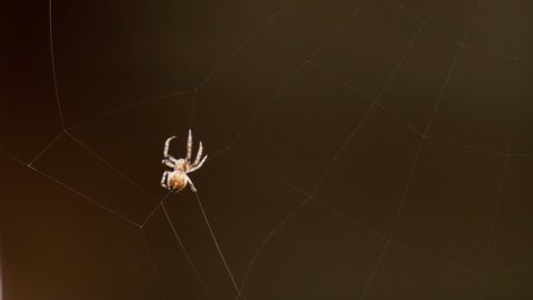 Spider weaves a web in summer evening